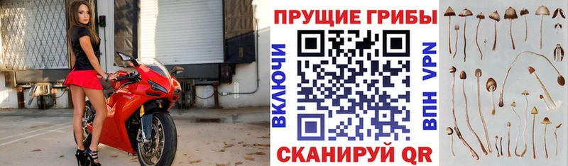 Галлюциногенные грибы Psilocybine cubensis  Купить  Кочубеевское 